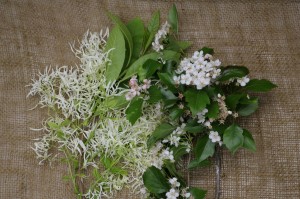 Fringe and hawthorn